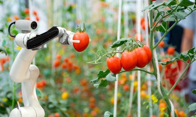 Robot picking tomatoes image